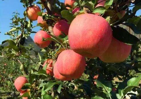 肟菌戊唑醇防治苹果树哪些病害,苹果树常见病害及防治方法