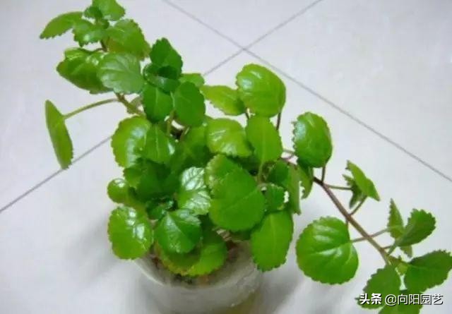 吸烟养什么植物净化,好养的二手烟克星室内植物