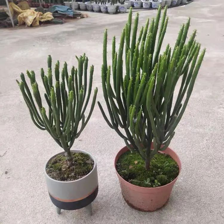 家里种光棍树多肉好不好,光棍树适合室内养殖吗