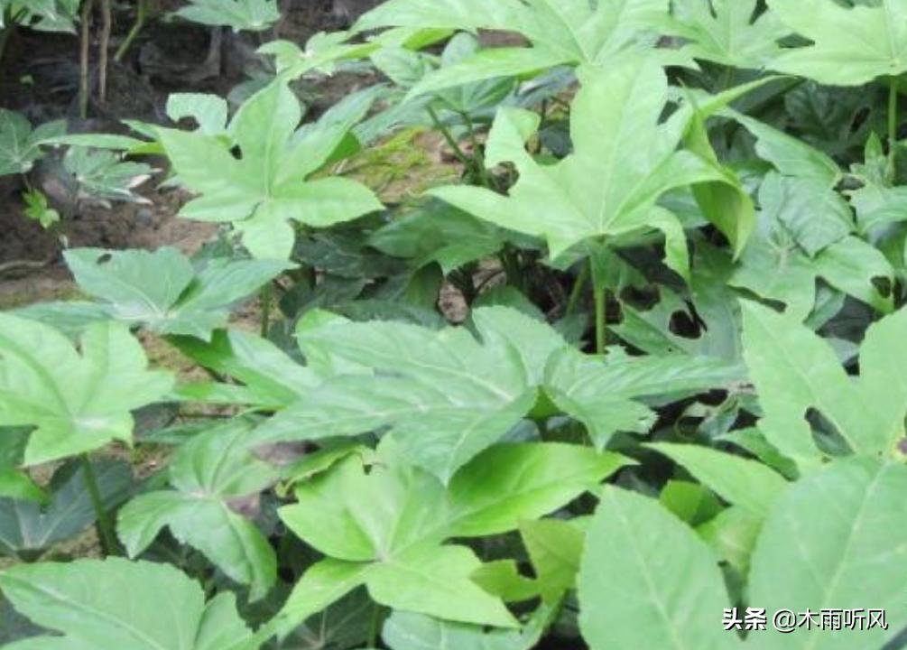 八角茴香适合什么地方种植,八角茴香怎么种植