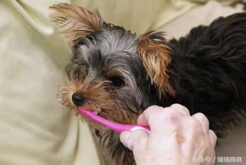 泰迪狗狗脚臭怎么除去,泰迪狗口臭腐臭怎么办