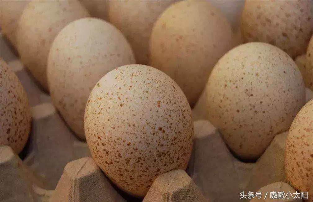 产蛋高峰期掉毛是什么原因,鸡蛋产蛋期常见的问题