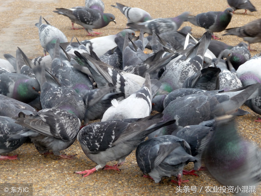 养殖肉鸽赚钱吗现在,养殖肉鸽的经济效益