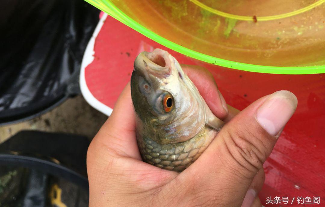 巧用麦子钓鱼，鲫鲤都来报道，做好这3个步骤天气再冷也不空军！