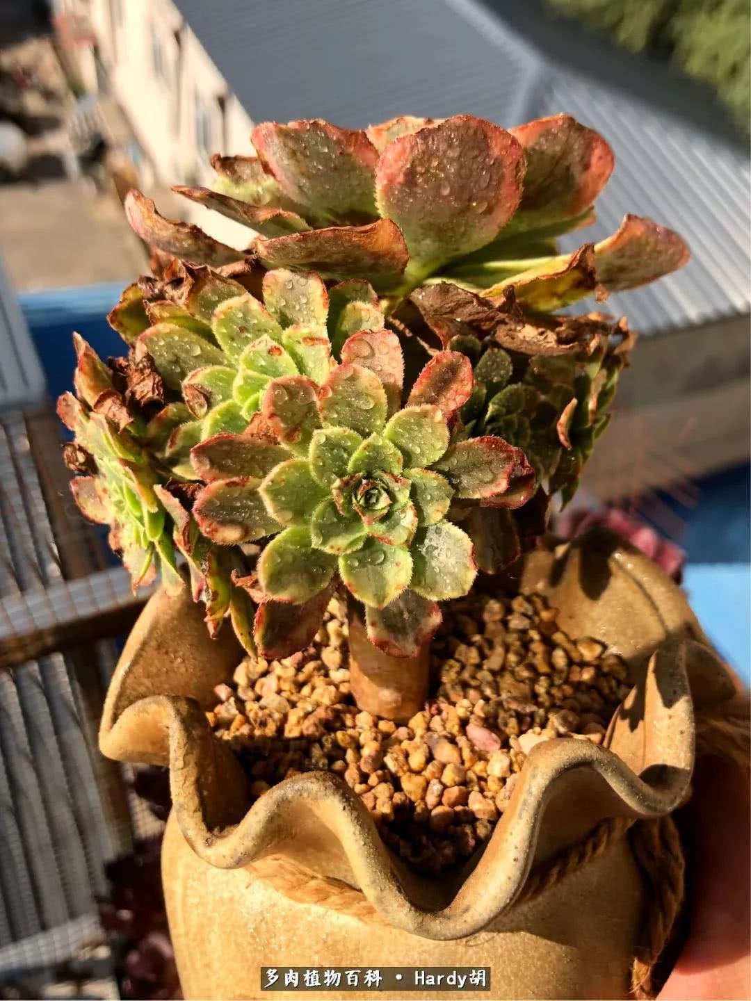 别人家的奶爸,别人家的多肉!一枚窗台*党**的多肉进阶之路!