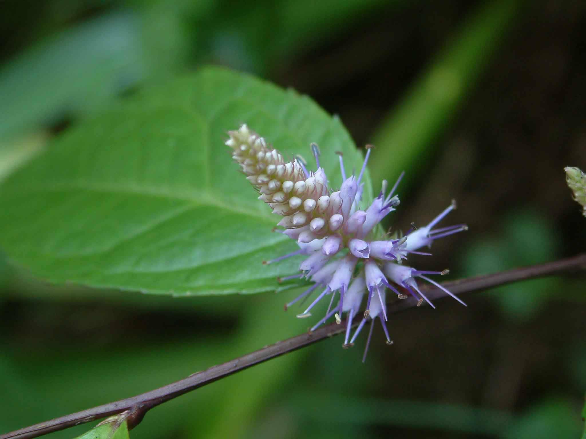 中药材钓鱼,中药材钓鱼竿藤