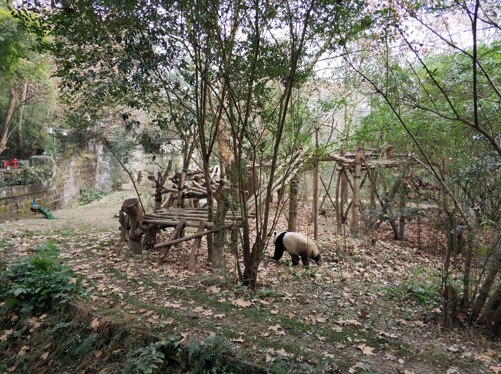 到广州长隆野生动物园看熊猫,看熊猫是去广州长隆还是四川成都