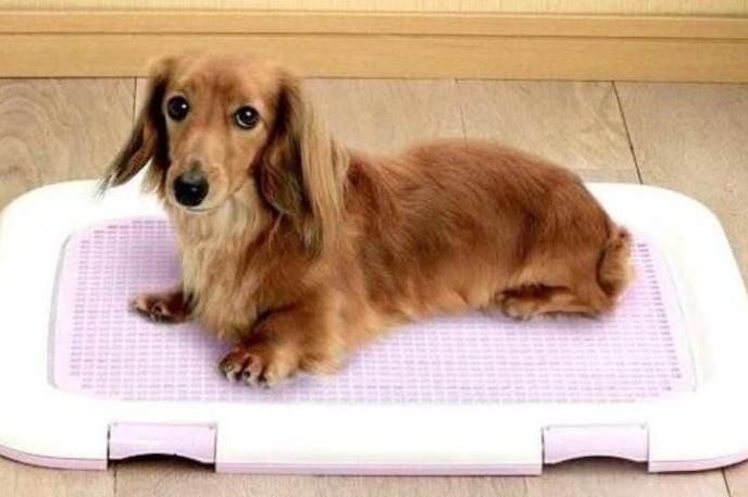 空调吹出来有一股尿骚味怎么处理,快速消除尿骚味的小妙招