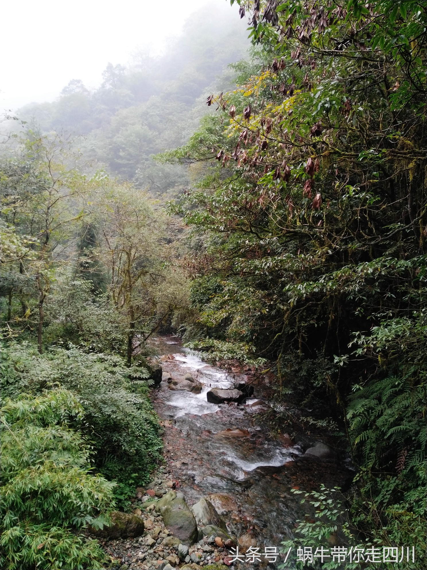 成都西岭雪山玩一天大概多少钱,成都西岭雪山旅游一日游报团