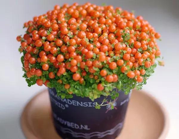 适合冬季观赏的植物,临近冬日常见的花卉植物