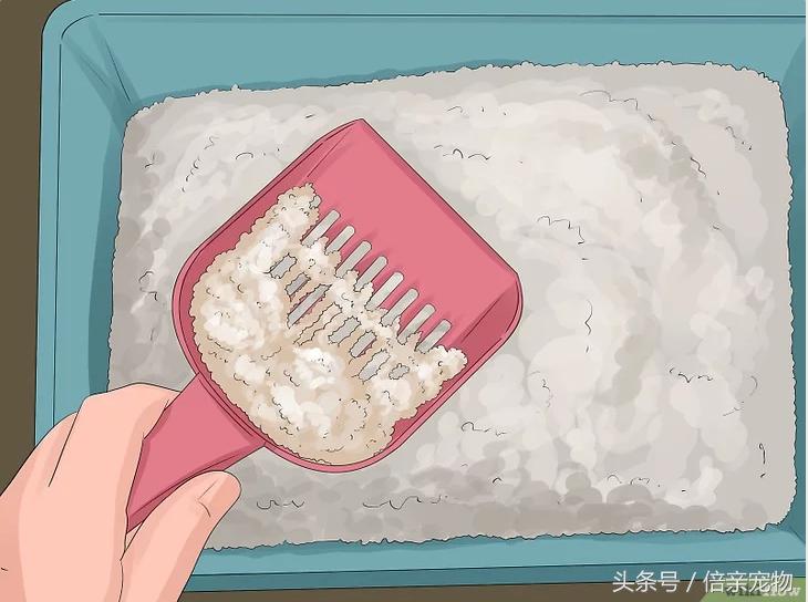 如何让猫咪爱上你,如何让猫咪喜欢你粘着你