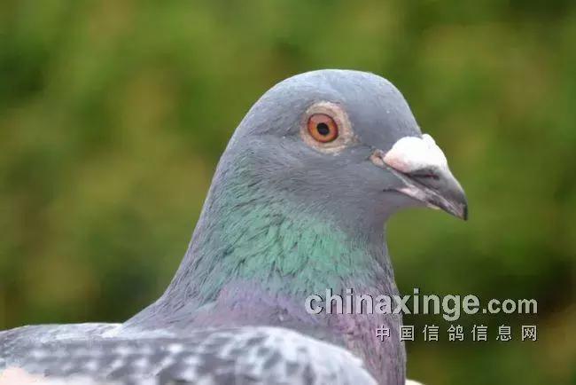 赛鸽常见病大全快快来收藏,赛鸽常见病不可不看的小妙招