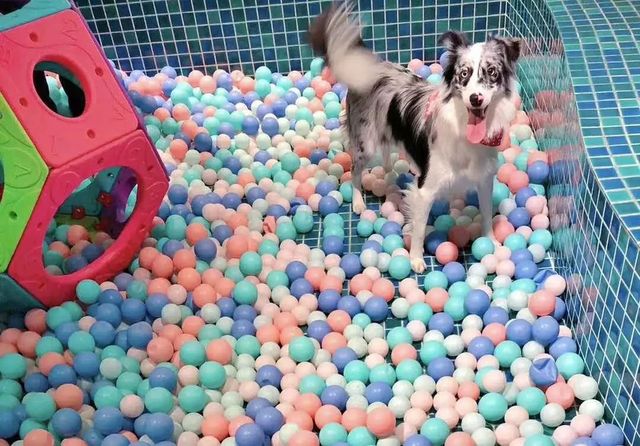 探秘2500亩魔都后花园!欧式别墅独栋、宠物乐园、动物农场高尔夫