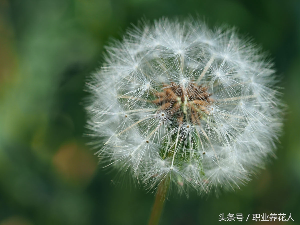 蒲公英什么颜色的花最好,蒲公英观赏花