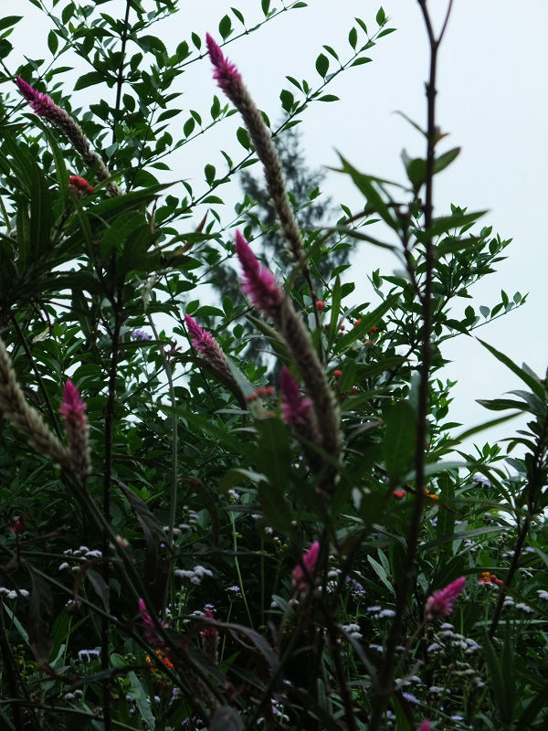 穷驴500块囧囧游香港（详细攻略带图）