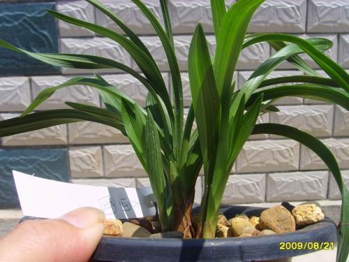 目前最顶级的品种兰花,最高贵的兰花品种图片及名称