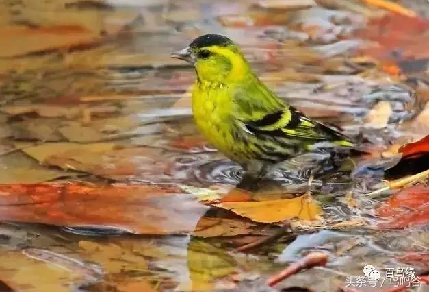 黄雀捕蝉故事大全,黄雀记全文阅读