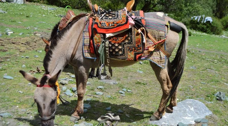 稻城亚丁旅游攻略 (西藏稻城亚丁美景)