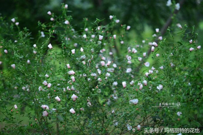 日系小清新高砂芙蓉,高砂芙蓉