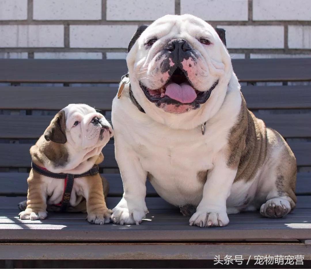 斗牛犬多长时间生小狗,斗牛犬需要注意事项