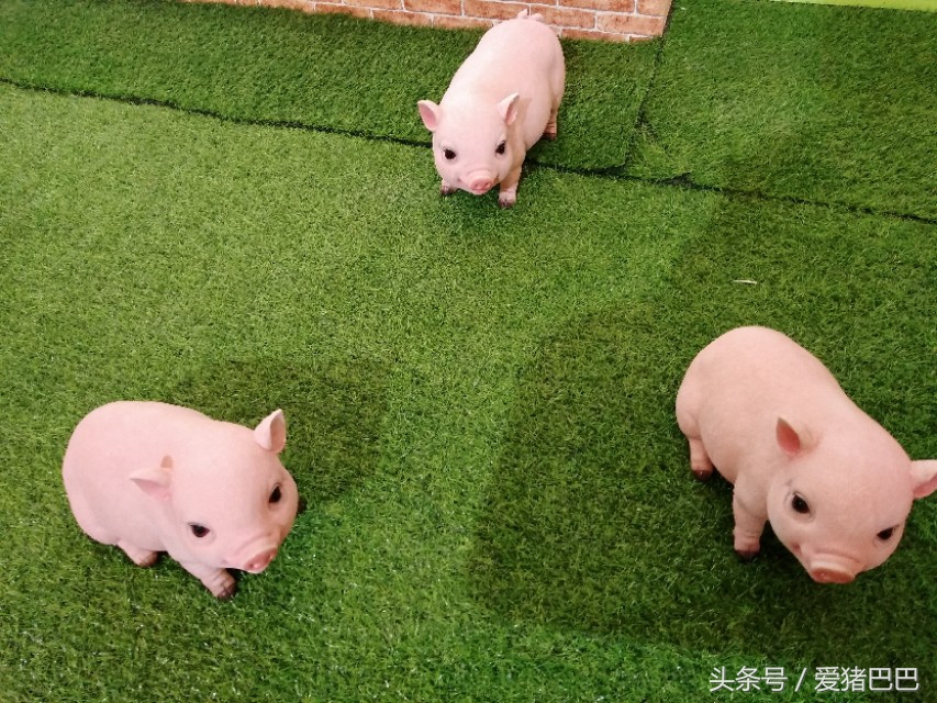 关于预防冬季猪流感疾病通告,预防猪流感的最佳方法