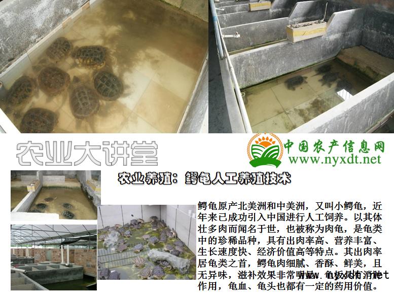 50斤人工养殖鳄龟值钱吗,农业鳄鱼龟的养殖技术