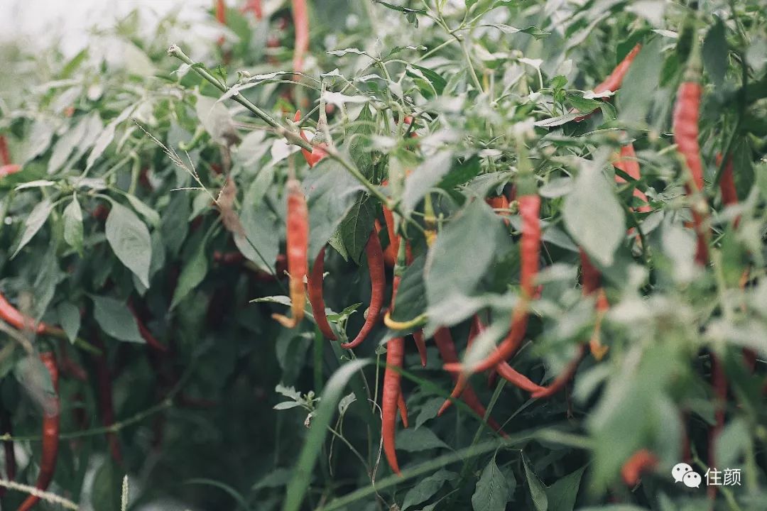 结束北漂生活，她花50w打造自己的私人庇护所，慢生活从此开始