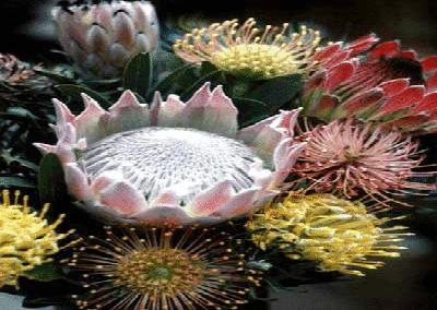 各国花图片,各国花大全