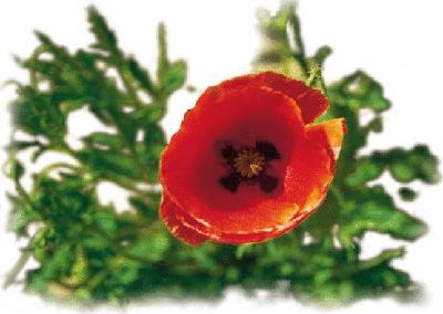 各国花图片,各国花大全