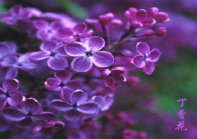 各国花图片,各国花大全