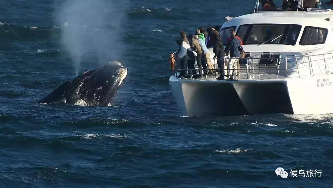 出海看到蓝鲸的感受是什么,当你下海看见一只虎鲸感觉是什么