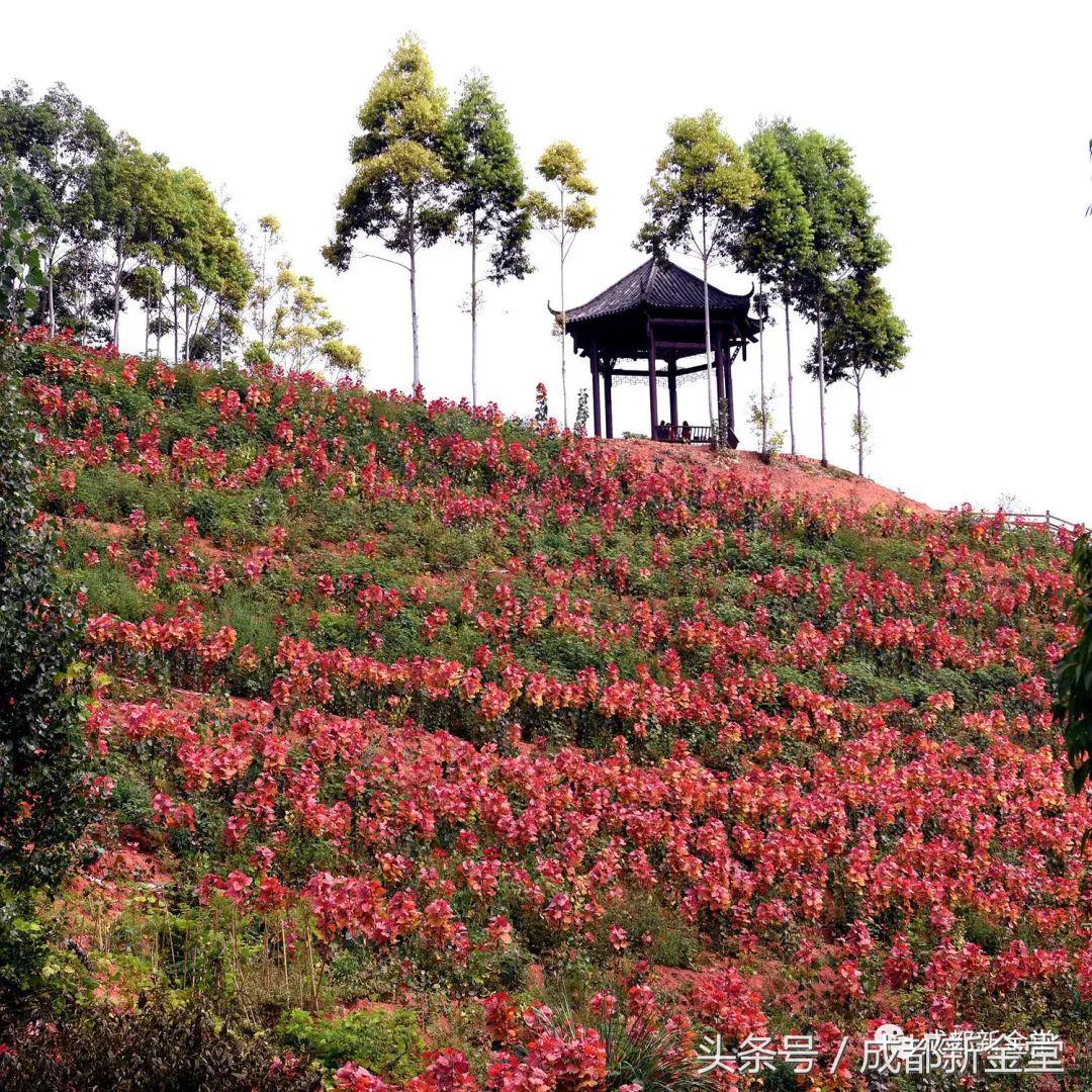 金堂秋色,秋天金堂十大必去景点