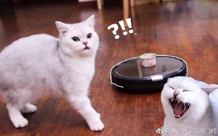 智能撸猫就差天猫精灵这几款配件