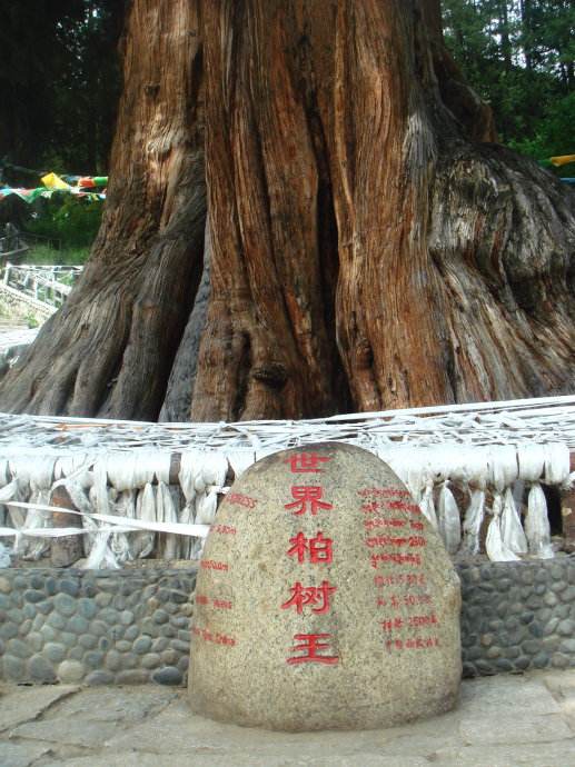 中国十大千年古树，你知道是什么吗？