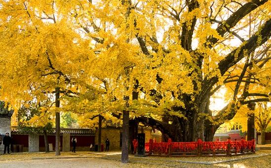 中国十大千年古树，你知道是什么吗？