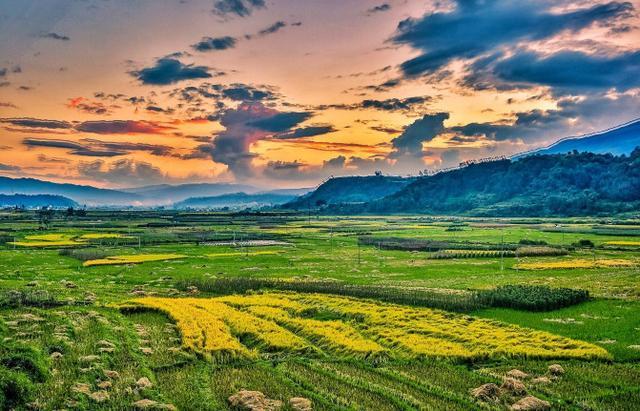 鑽疯姳鍙ら晣鑵惧啿,鑵惧啿鑽疯姳鍙ら晣