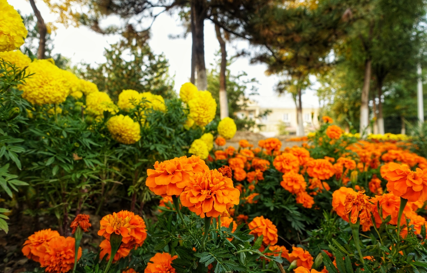北京昌平金秋风景,昌平金秋周边一日游最佳攻略