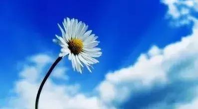 一只猴子说的经典话,一只老猴子的经典句子