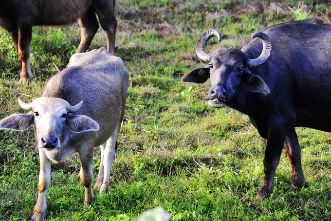 人文摄影斯里兰卡,锡兰风景