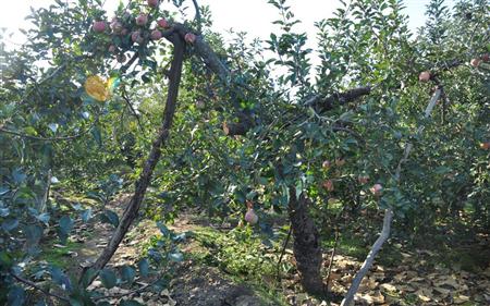 苹果树修剪什么叫三套枝修剪,苹果树修剪方法视频