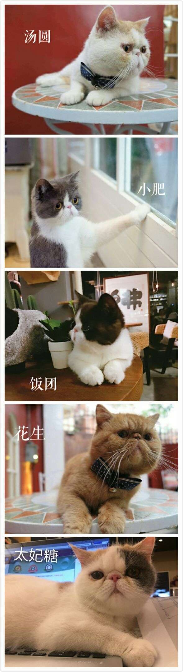 慵懒喵喵吸猫场所,吸猫者必去的十个地方