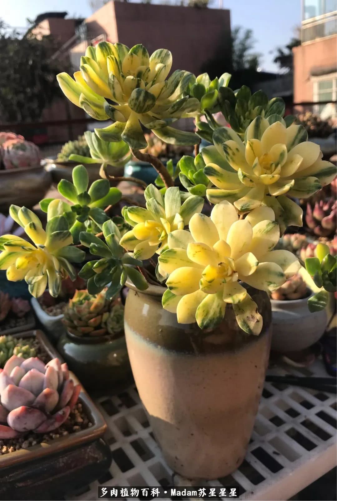 养多肉就是在不断折腾中寻找快乐,养多肉是我坚持做的最久的一件事