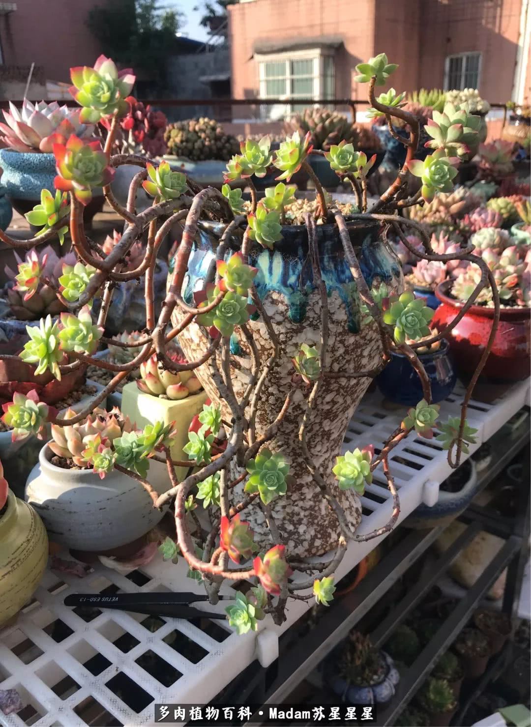 养多肉就是在不断折腾中寻找快乐,养多肉是我坚持做的最久的一件事