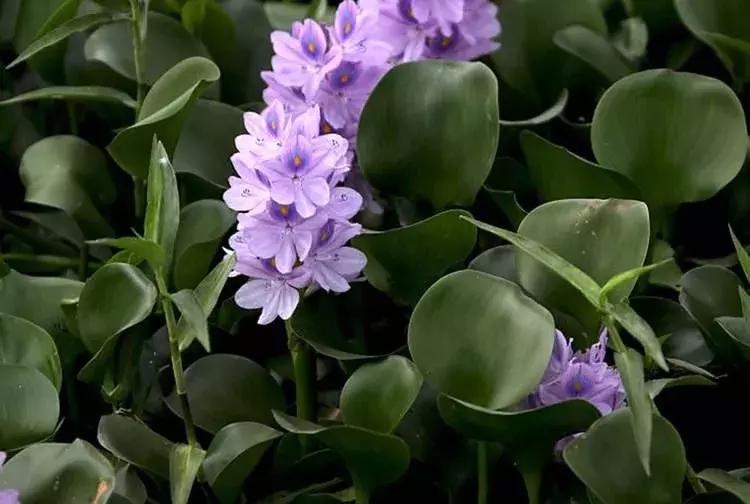 野菜功效,野菜功效介绍