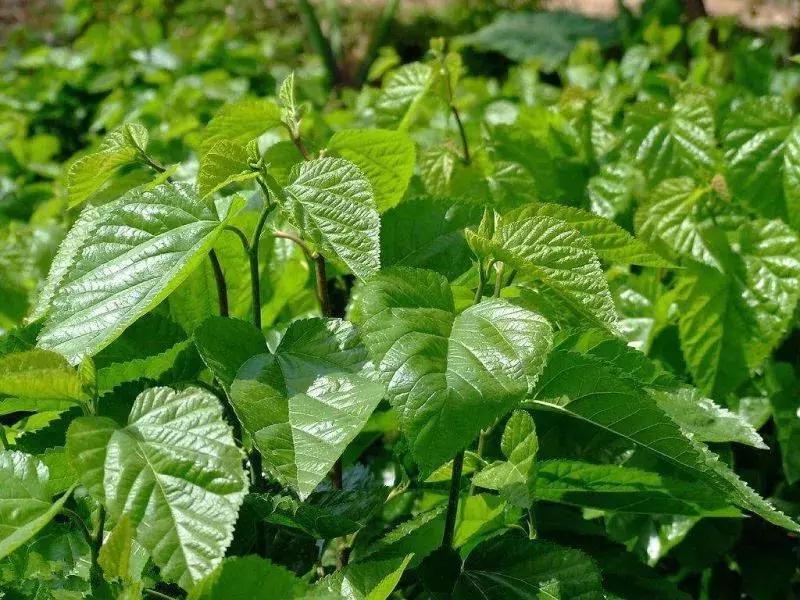 野菜功效,野菜功效介绍