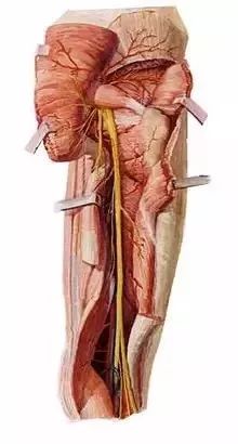 梨状肌综合征的治疗手法视频,梨状肌综合征治疗手法视频