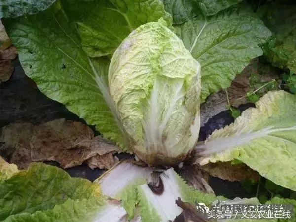 大白菜常见病害图谱,大白菜病害图解大全