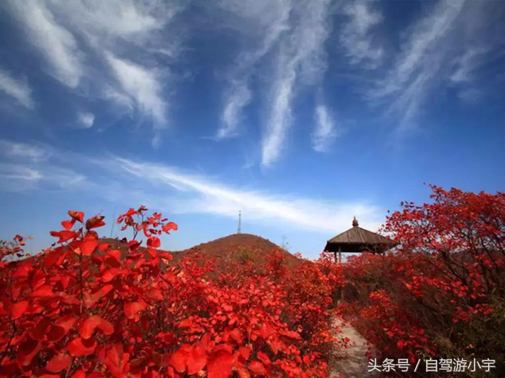 河南省赏红叶一日游,河南省秋天红叶最佳去处