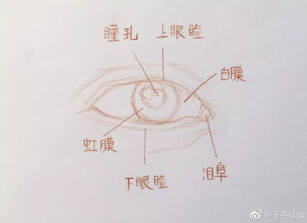蔡徐坤的蓝玫瑰彩铅简笔画,彩铅画蔡徐坤蓝玫瑰