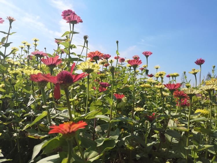 看看粉黛乱子草有多惊艳,粉黛乱子草被踩秃